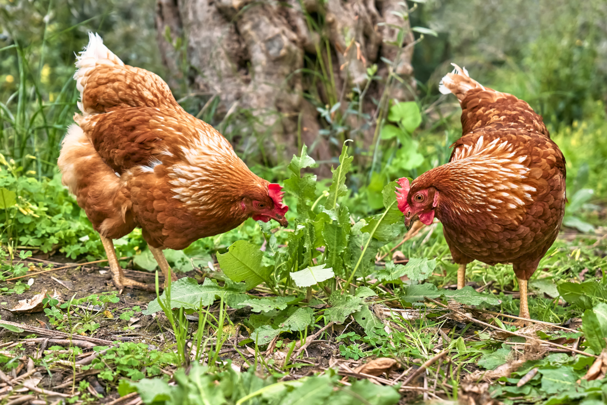 acheter des poules