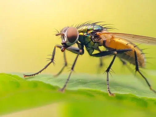 Comprendre la mouche