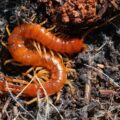 Closeup on an Orange blind millipedes, Scolopocryptops spinicaudus in Northern Oregon, USA