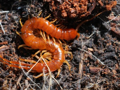 Closeup on an Orange blind millipedes, Scolopocryptops spinicaudus in Northern Oregon, USA