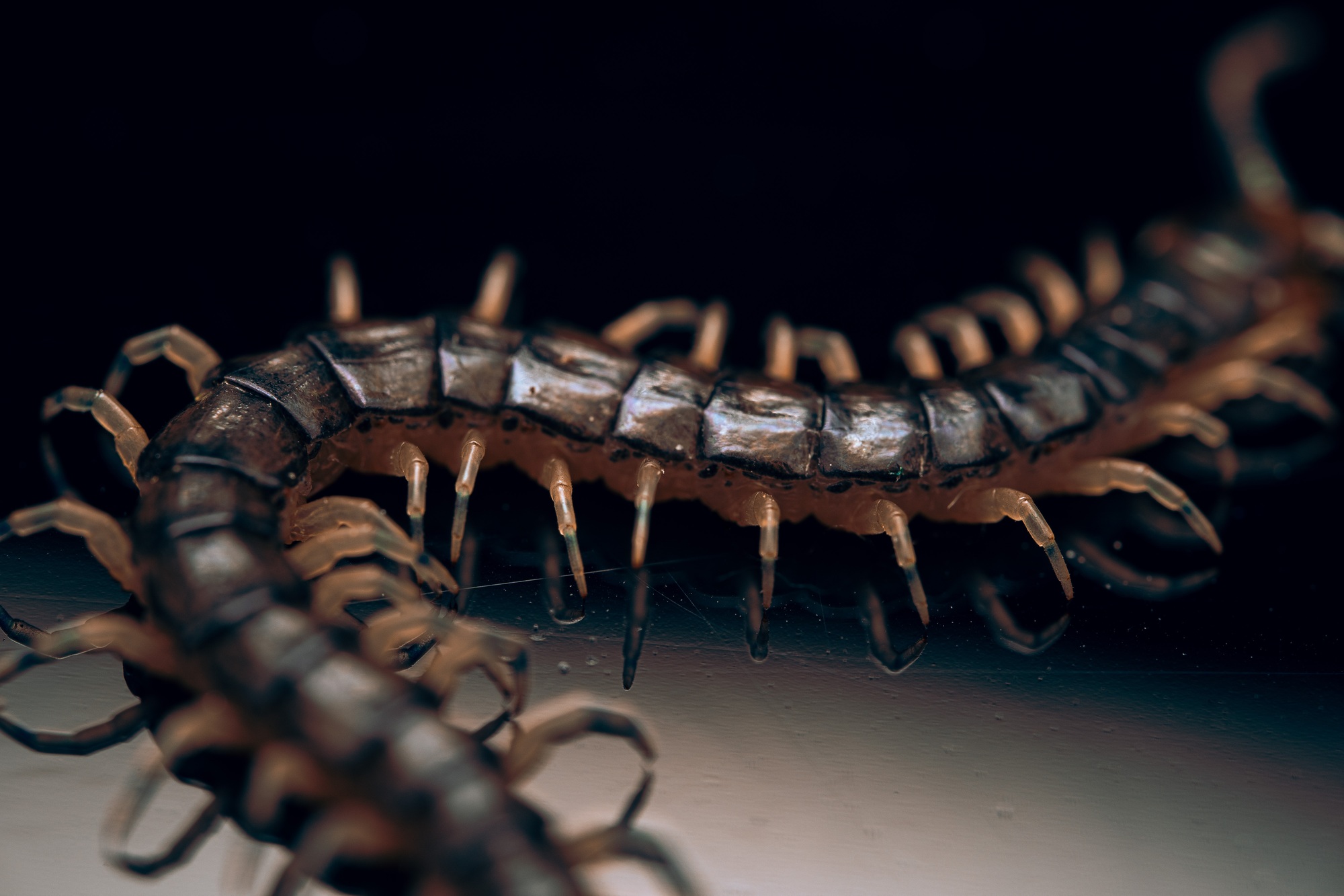 Closeup shot of centipede