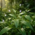 découvrez les bienfaits de kalmegh andrographis paniculata, une plante médicinale ancestrale reconnue pour ses propriétés thérapeutiques puissantes et ses secrets naturels.