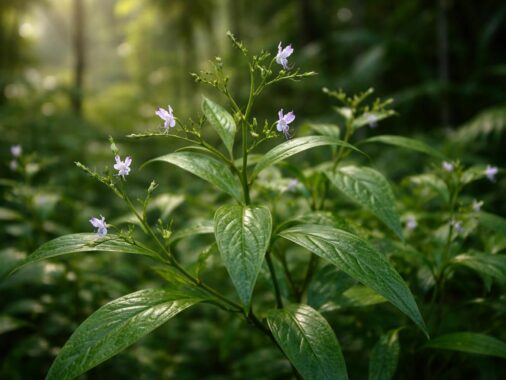 découvrez les bienfaits de kalmegh andrographis paniculata, une plante médicinale ancestrale reconnue pour ses propriétés thérapeutiques puissantes et ses secrets naturels.