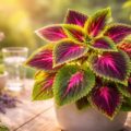 découvrez les nombreux bienfaits du plant de coleus blumei pour votre santé, ses propriétés médicinales et comment l'intégrer dans votre routine bien-être.