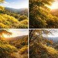 découvrez les secrets du mimosa dans le var et son épanouissement au fil des saisons, entre beauté naturelle et traditions locales.