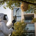 Découvrez comment se déroule une intervention professionnelle pour la destruction d'un nid de frelon asiatique, afin d'assurer votre sécurité et protéger votre environnement.